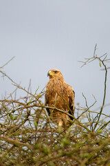 Tawney Eagle perching among the Acacia thorns in Africa