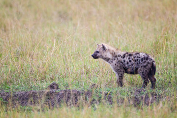 Hyenas young and adults playing around the den in the Masai Mara, Kenya