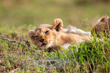 Young cubs of the Marsh Pride play around with the adult lions watching in the grass of the Masai Mara, Kenya