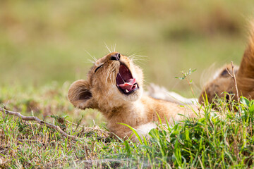 Young cubs of the Marsh Pride play around with the adult lions watching in the grass of the Masai...