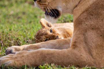 Fototapeta premium Young cubs of the Marsh Pride play around with the adult lions watching in the grass of the Masai Mara, Kenya