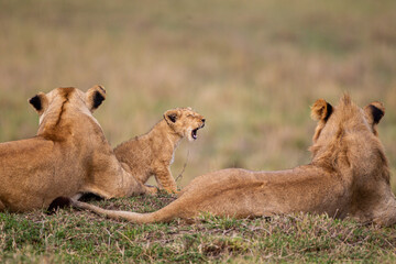 Young cubs of the Marsh Pride play around with the adult lions watching in the grass of the Masai Mara, Kenya