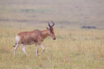 Red hartebeest walks across the brown grass of the Masai Mara, Kenya