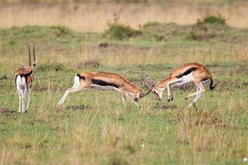 Naklejka na ściany i meble Thomson's Gazelle males fighting on the grass of the Masai Mara, Kenya