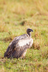 White-backed Vulture waiting its turn over a carcass in the Masai Mara, Kenya	