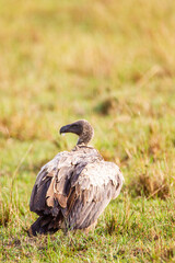Fototapeta premium White-backed Vulture waiting its turn over a carcass in the Masai Mara, Kenya 