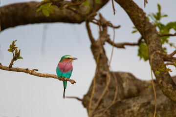 Lilac-breasted roller sits on a branch in the Masai Mara, Kenya	