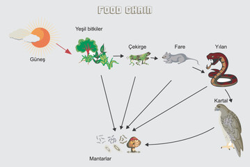 Nutritional and energy transfers between some species living in a terrestrial community food pyramid. Energy pyramid - biology - Vector