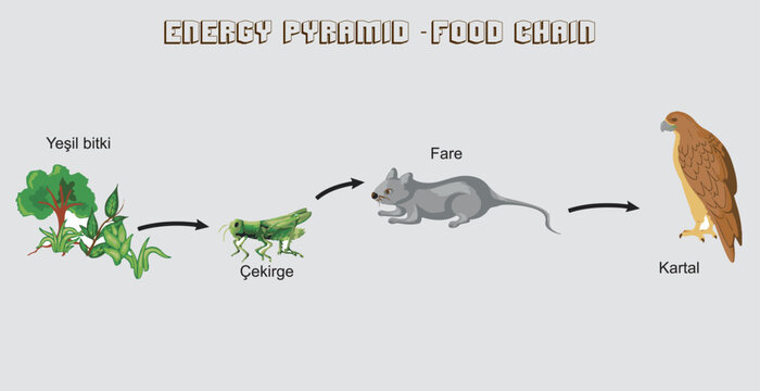 Nutritional and energy transfers between some species living in a terrestrial community food pyramid. Energy pyramid - biology - Vector