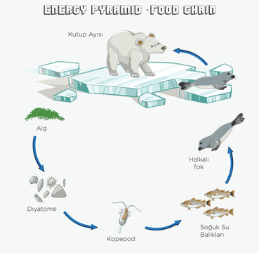 Food Chain Diagram Images โ Browse 514 Stock Photos, Vectors, and Video ... Biology Diagrams