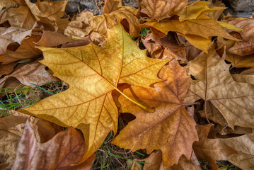 Hoja de otoño en sueño