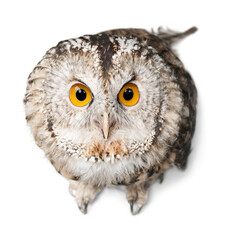 Eagle Owl's Head Close-up