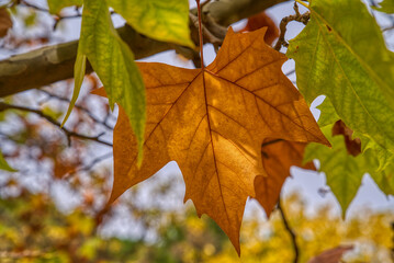 hoja marron entre verde