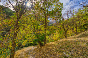 Obraz premium sendero otoño