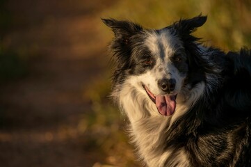 Closeup shot of a black and white Border Collie looking on the side on an isolated background