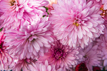 Pink chrysanthemum flowers close-up. Background image of a chrysanthemum flower. Selective focus. Flowers from a home garden.