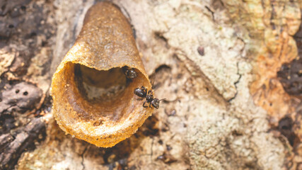 Closeup of stingless bee (Trigona sp) in the entrance of the nest. This insect produce high quality...