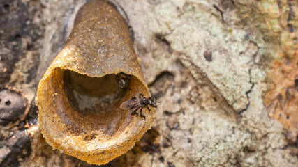 Closeup of stingless bee (Trigona sp) in the entrance of the nest. This insect produce high quality of honey, pollen, and propolis for medicinal and industrial purposes - 542344908
