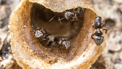 Closeup of stingless bee (Trigona sp) in the entrance of the nest. This insect produce high quality of honey, pollen, and propolis for medicinal and industrial purposes - 542344910