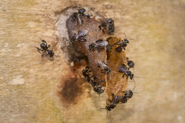 Closeup of stingless bee (Trigona sp) in the entrance of the nest. This insect produce high quality of honey, pollen, and propolis for medicinal and industrial purposes - 542344981