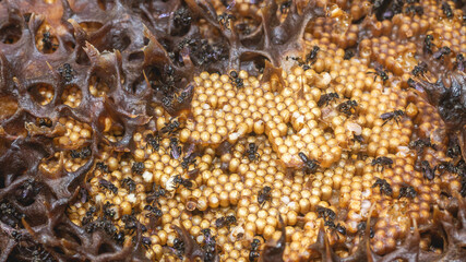 Inside the hive of stingless bee. The eggs of Trigona aitama surrounded by pots of honey - 542345100