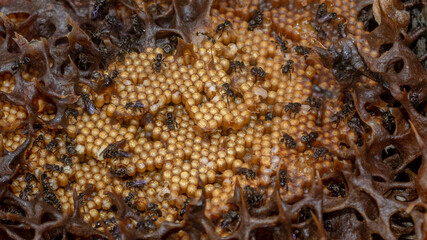Inside the hive of stingless bee. The eggs of Trigona aitama surrounded by pots of honey