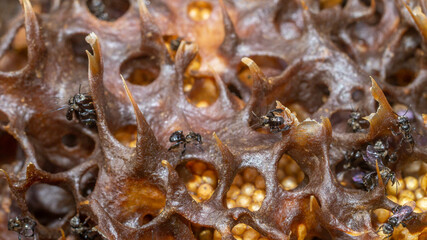 Inside the hive of stingless bee. The eggs of Trigona aitama surrounded by pots of honey - 542345135