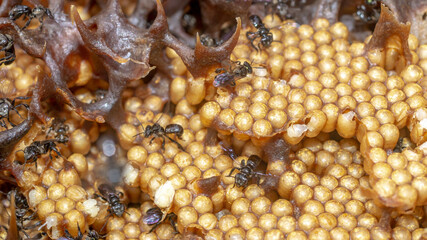 Inside the hive of stingless bee. The eggs of Trigona aitama surrounded by pots of honey - 542345136