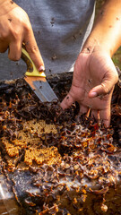 The process of separating the colony of stingless bee (Trigona s.p). This stage is done carefully by the beekeeper. - 542345187