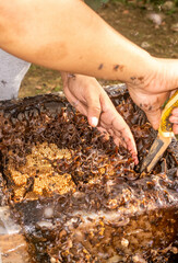 The process of separating the colony of stingless bee (Trigona s.p). This stage is done carefully by the beekeeper. - 542345194
