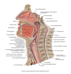 Overview of the structure of the Pharynx. Median sagittal view.- Anatomy of the mouth and tongue medical vector illustration on white background