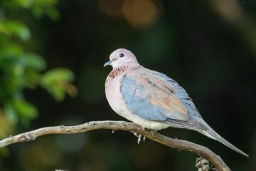 Closeup of a laughing dove sitting on a branch