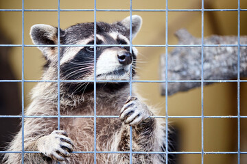Raccoon in cage looks sadly and plaintively asks for food and freedom. Animal zoo behind bars of fence. Sad raccoon with grid wire in captivity. - obrazy, fototapety, plakaty