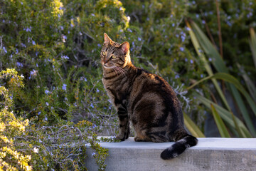 Domestic tabby cat portrait