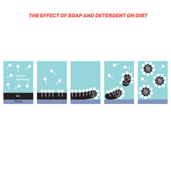 Surfactant removing dirt from skin surface, surfactants, soap, solution, detergent, hydrophilic, hydrophobic, molecule, micelle, formation, Cross sectional view