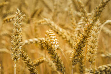 Ripe ears of rye close up. Selective focus. The concept of agriculture. A field of wheat ready for...