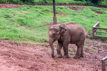 Fototapeta na wymiar Close up photo of elephant