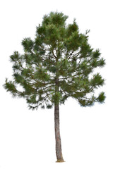 Pine tree isolated on white background. This has clipping path.