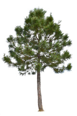 Pine tree i