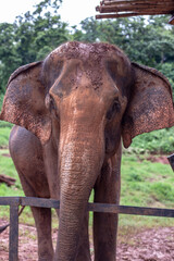 Fototapeta na wymiar Close up photo of elephant