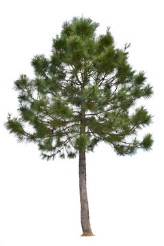 Fototapeta Pine tree i