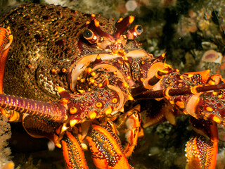 close up shot of a lobster