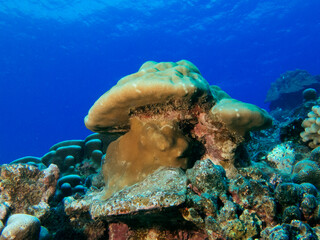 coral reef in the sea