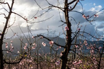 Blooming trees with pink flowers with mountains in the background in Villiersdorp