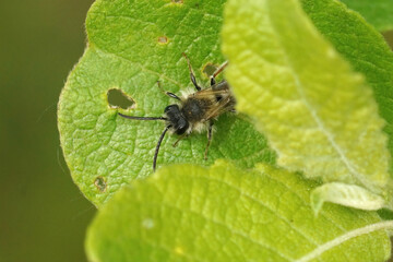 Closeup on a male mining bee, Andrena peaking through from the green leaf vegetation