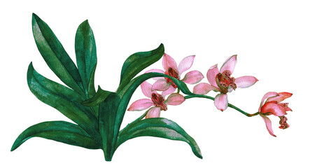 Watercolor tropical orchid flower isolated on white background