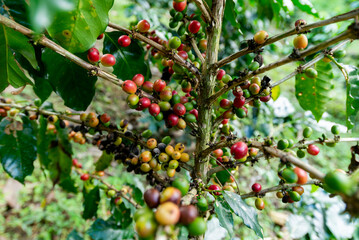 Coffee at the coffee plant ready to be harvested. Fresh red ripe arabica coffee cherries from the coffee plant