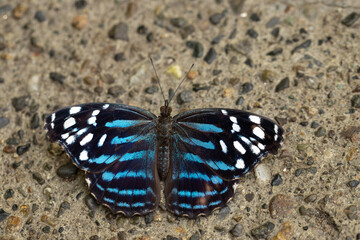 Naklejka na ściany i meble Little Blue and White Butterfly Resting on Cement Ground
