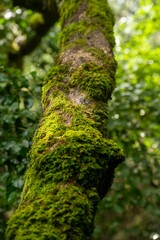 Fototapeta premium Tree branches covered with green moss in the temperate rainforest, vertical, close-up