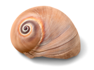 Close up of ocean shell isolated on white background